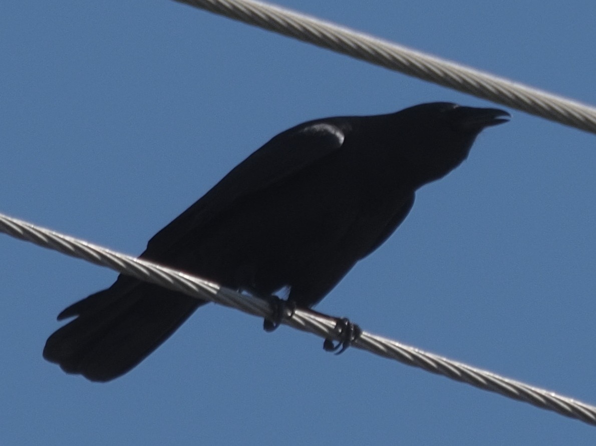 American Crow - ML304286421