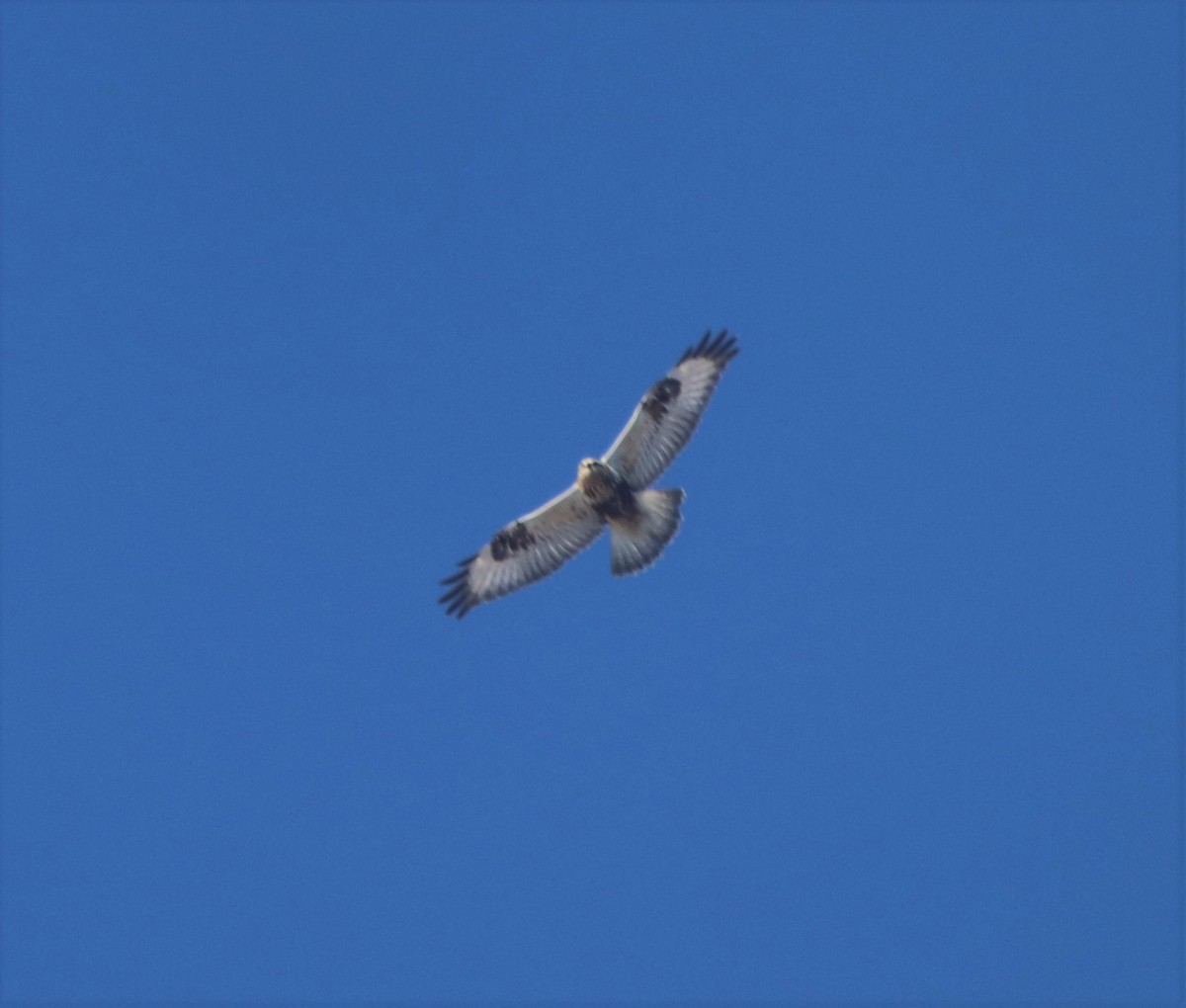 Rough-legged Hawk - ML304287221