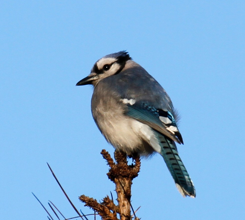 Blue Jay - ML304288761