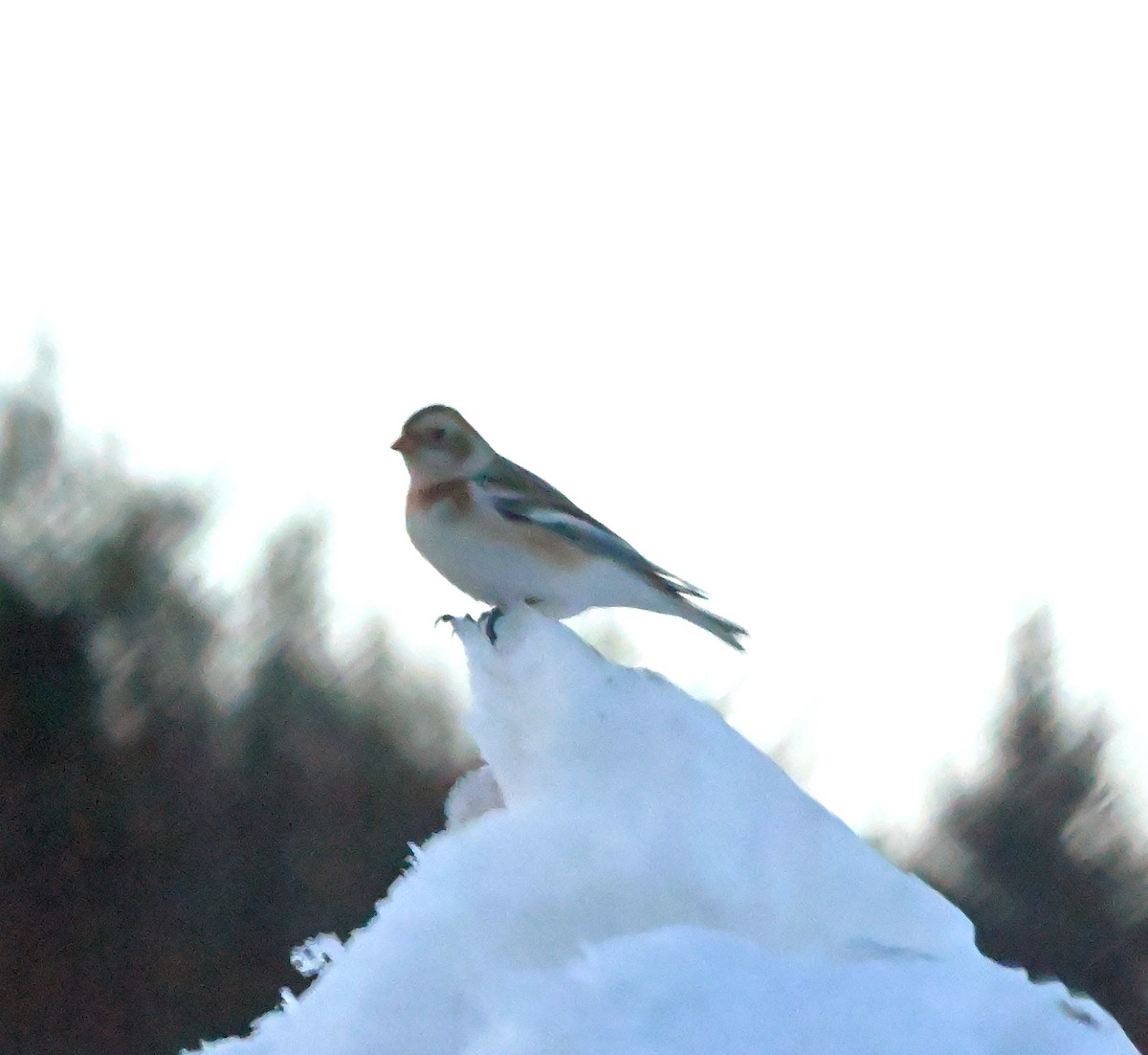 Snow Bunting - ML304290561