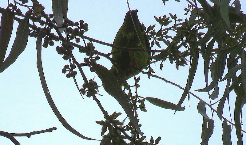 Vernal Hanging-Parrot - ML30429341