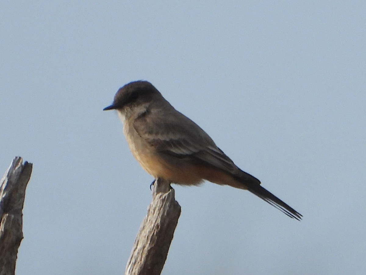 Say's Phoebe - Ron Furnish