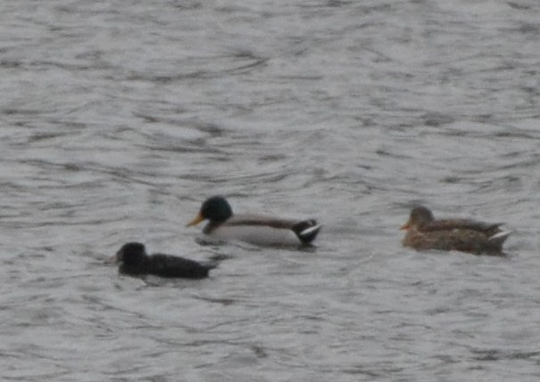 Surf Scoter - ML304296511