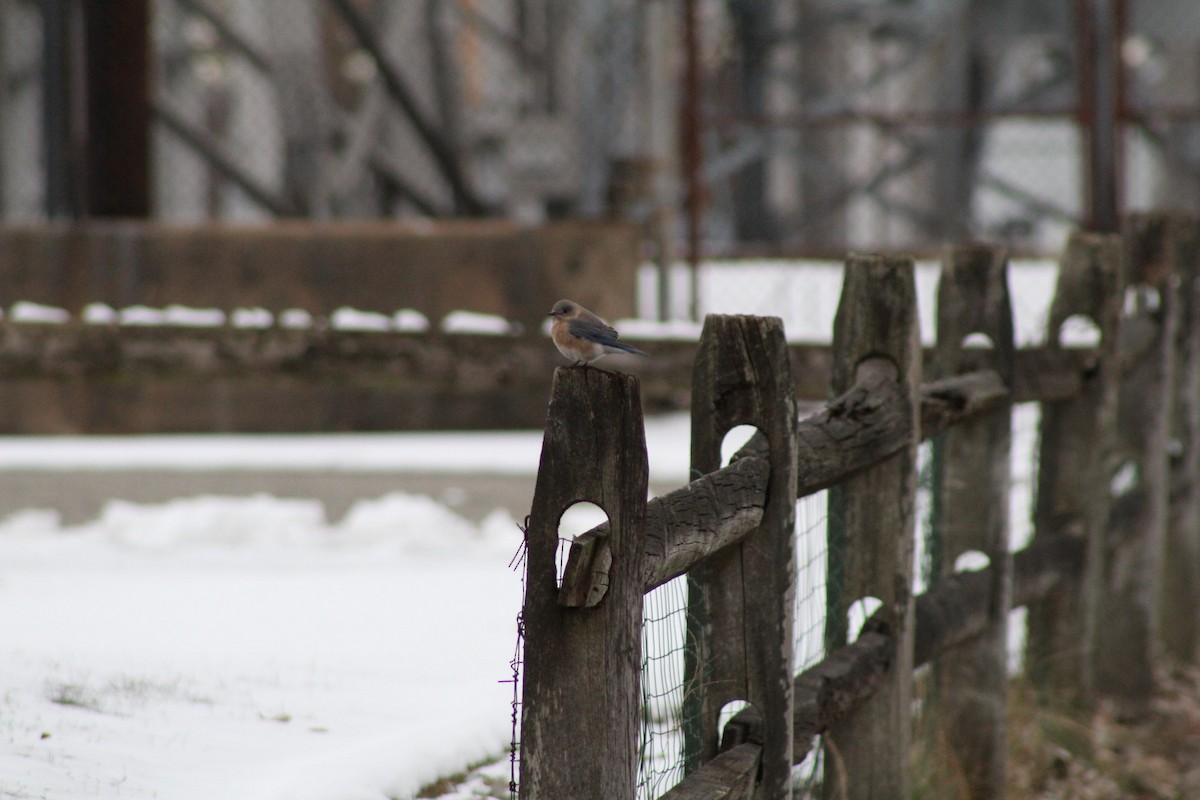 Eastern Bluebird - ML304297521