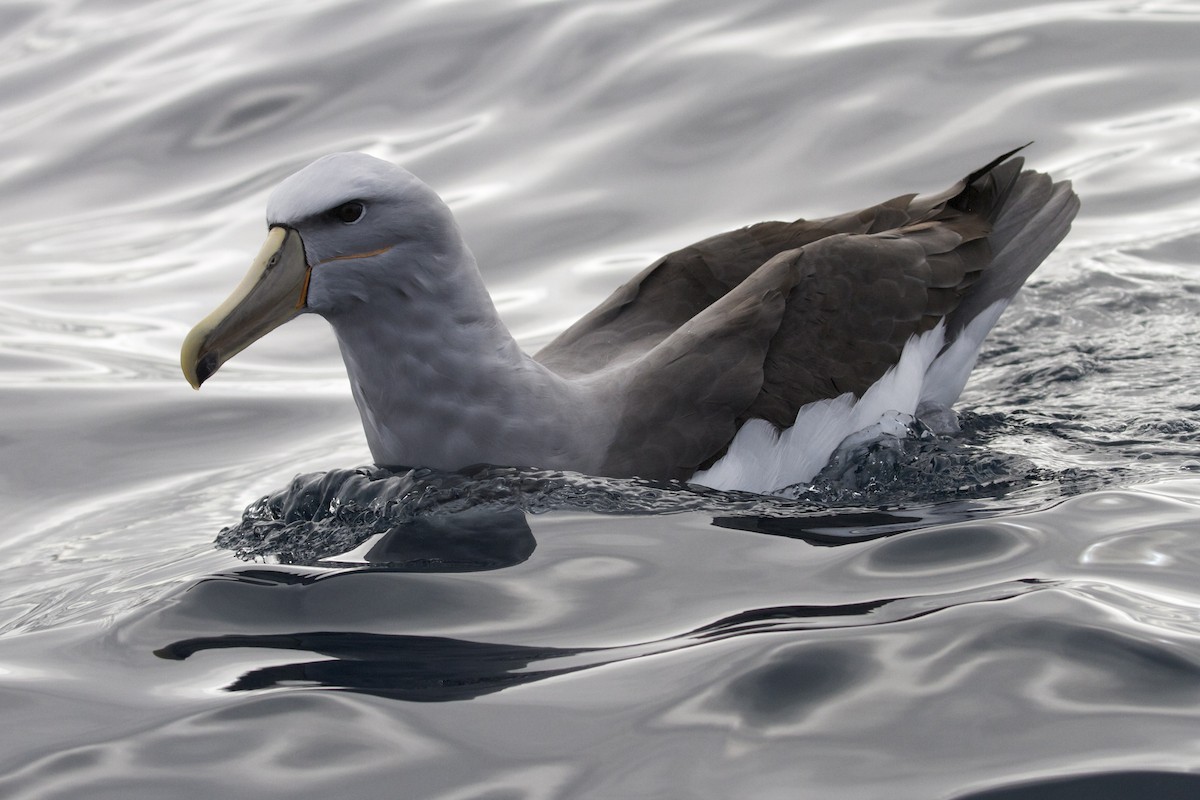 Albatros Cauto/de Salvin/de las Chatham - ML30429891