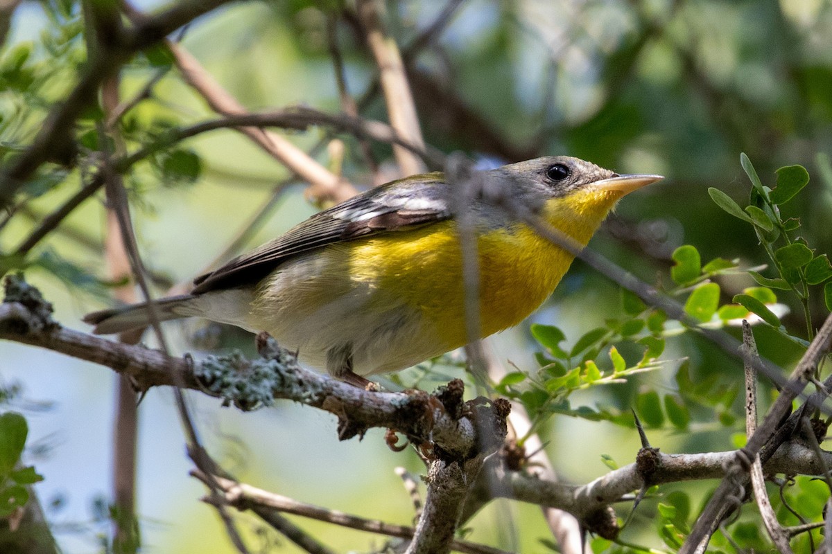 Tropical Parula - ML304298981