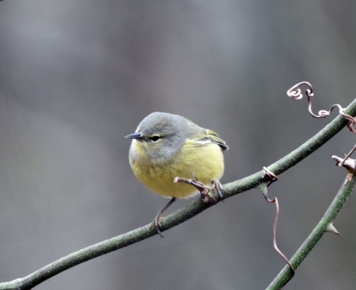 Orange-crowned Warbler - ML304299101