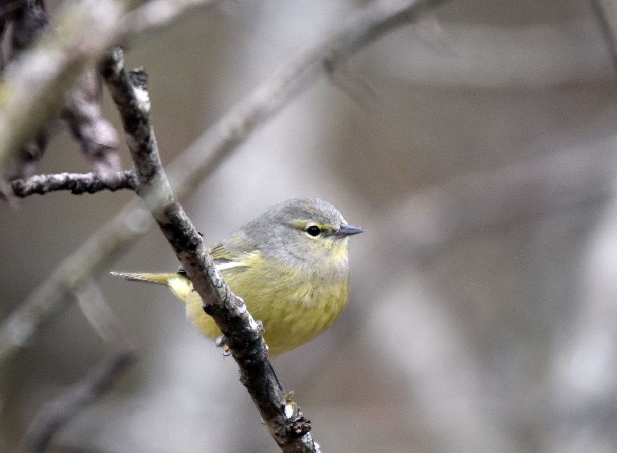 Orange-crowned Warbler - ML304299151