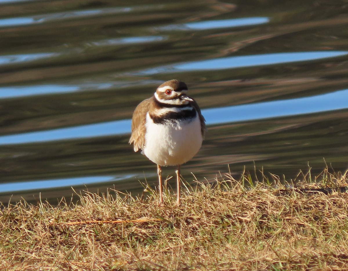 Killdeer - Lori Arent