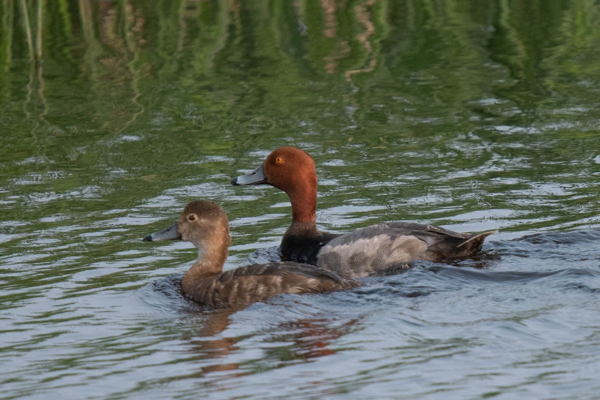 Redhead - Ken&Fay Broten