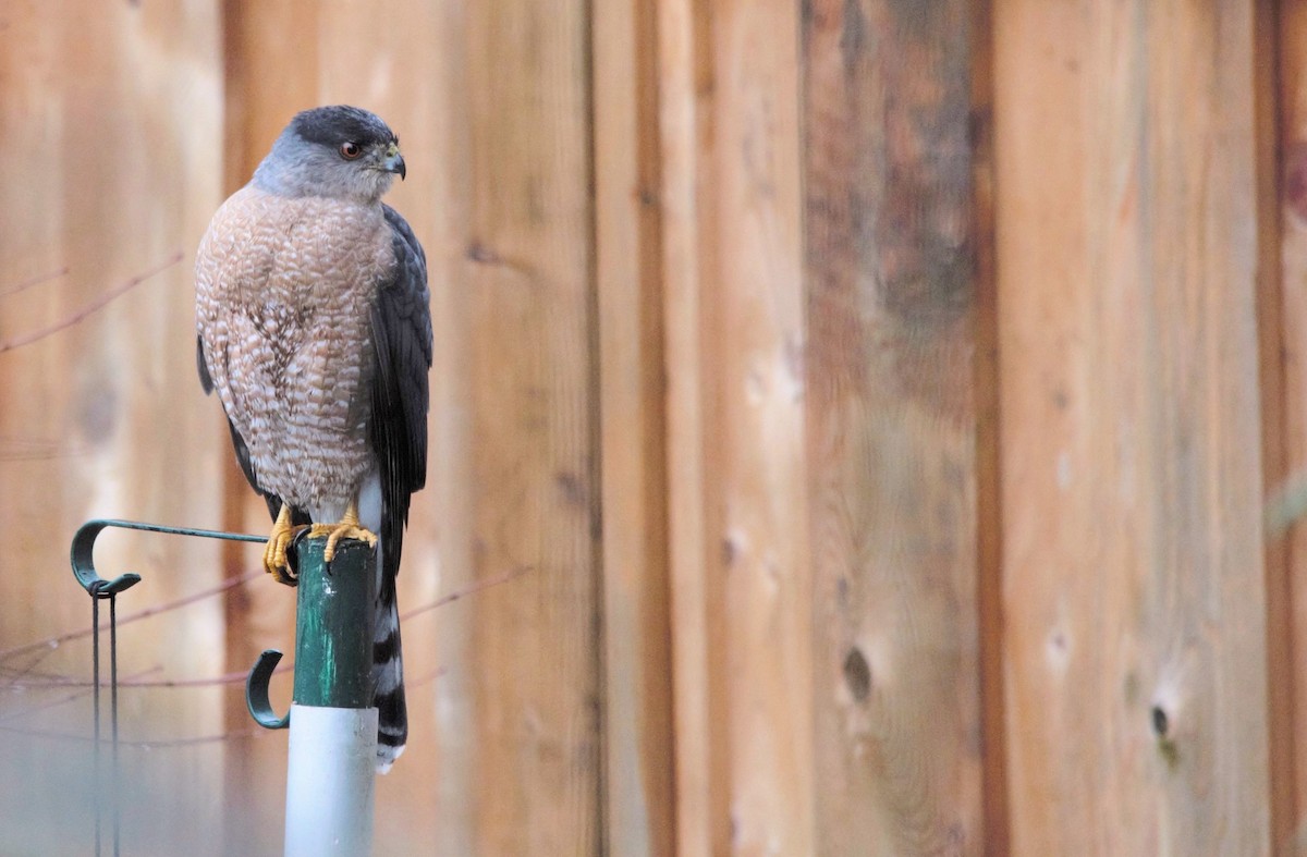 Cooper's Hawk - ML304302641