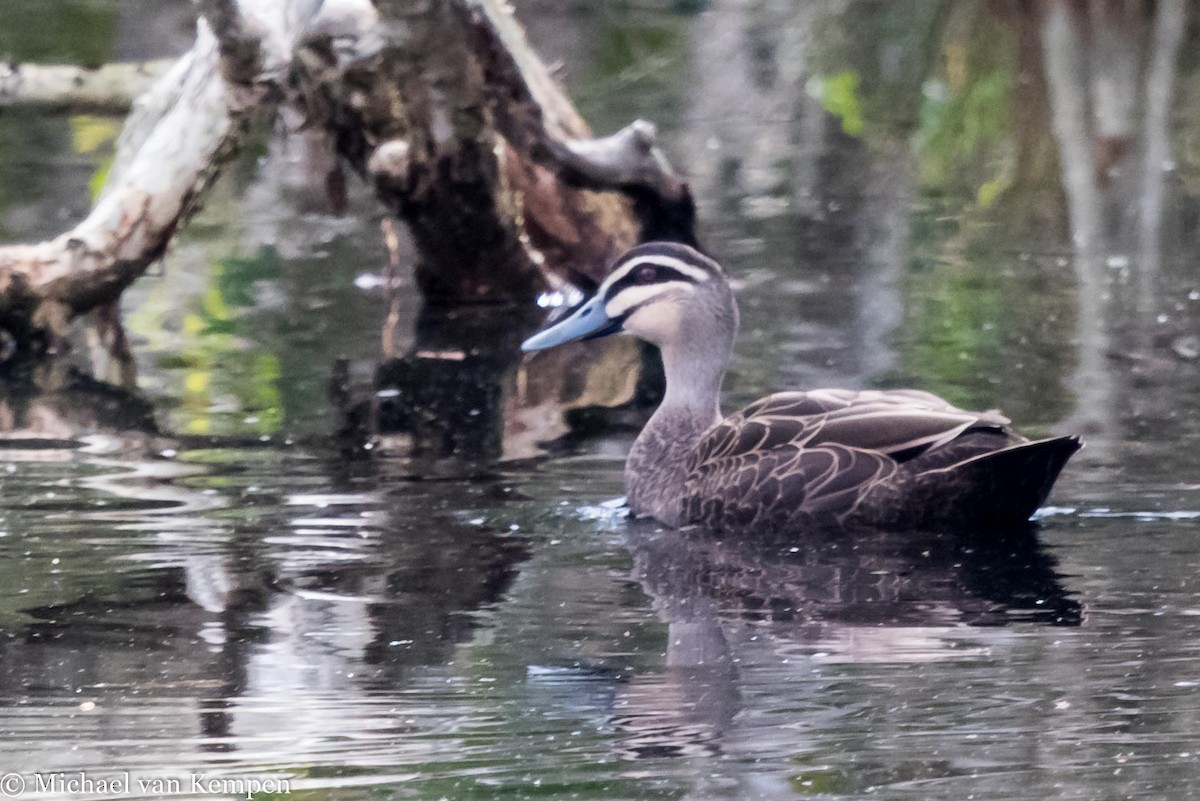 Pacific Black Duck - ML30430521