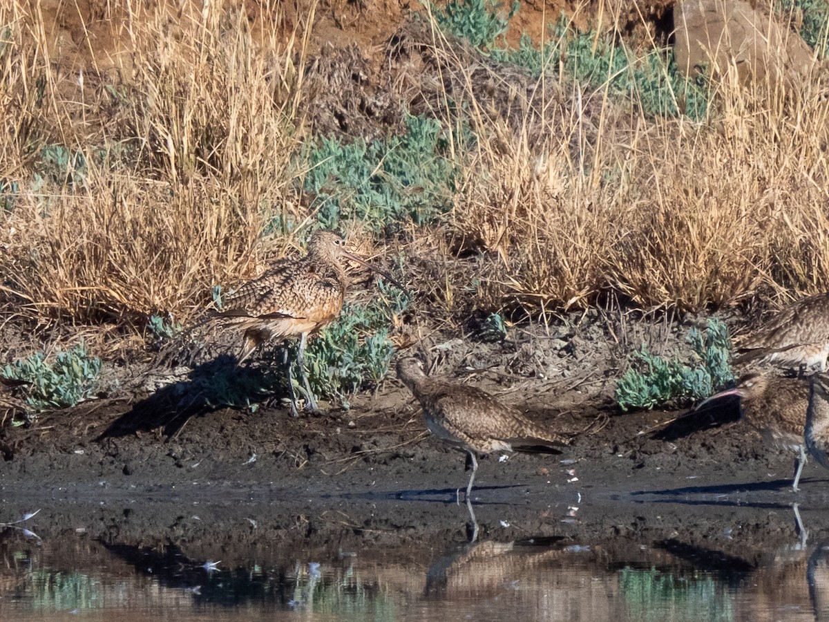 Long-billed Curlew - ML304306901