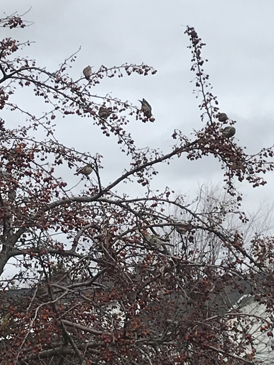 Cassin's Finch - ML304308241