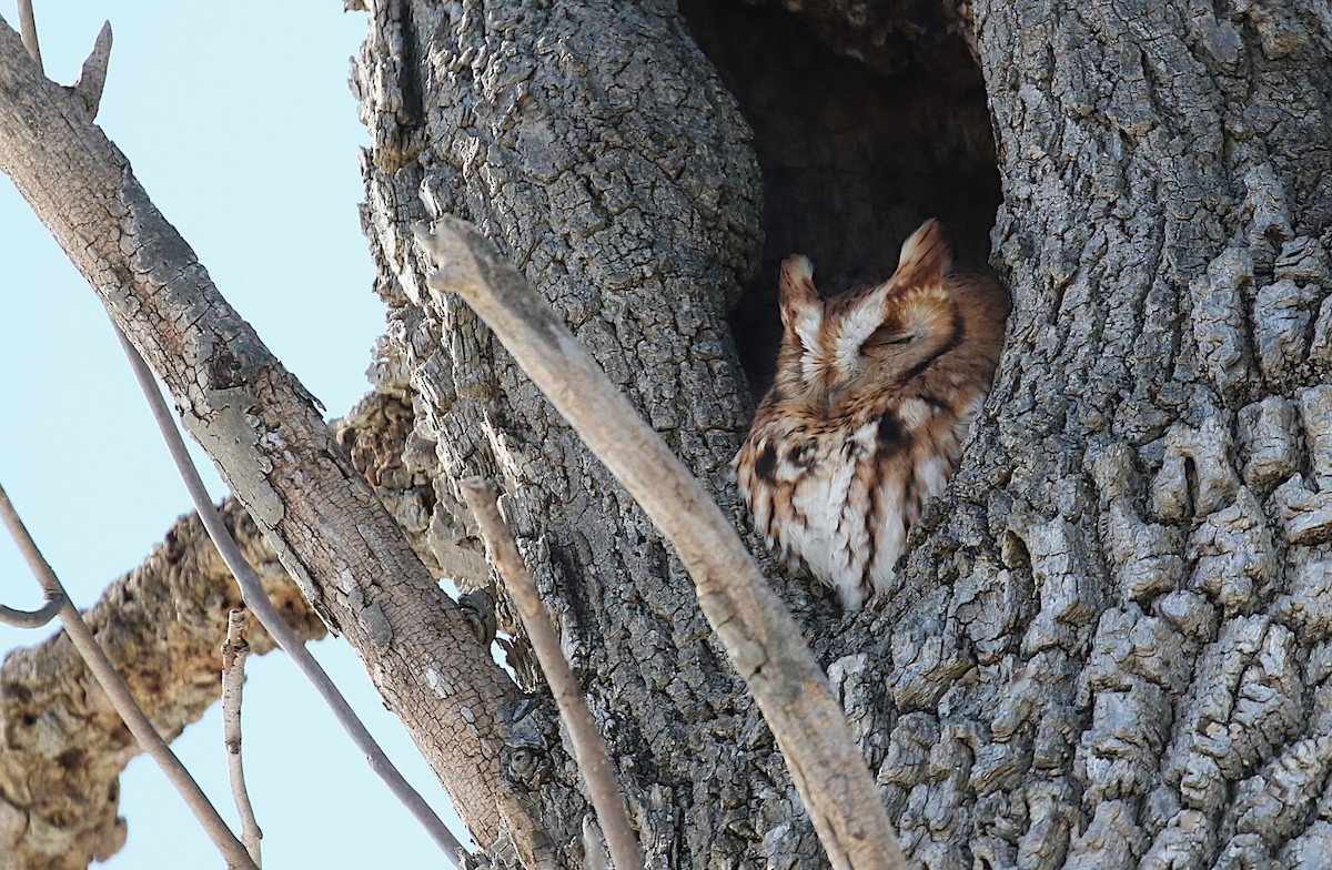 Eastern Screech-Owl - ML304315471