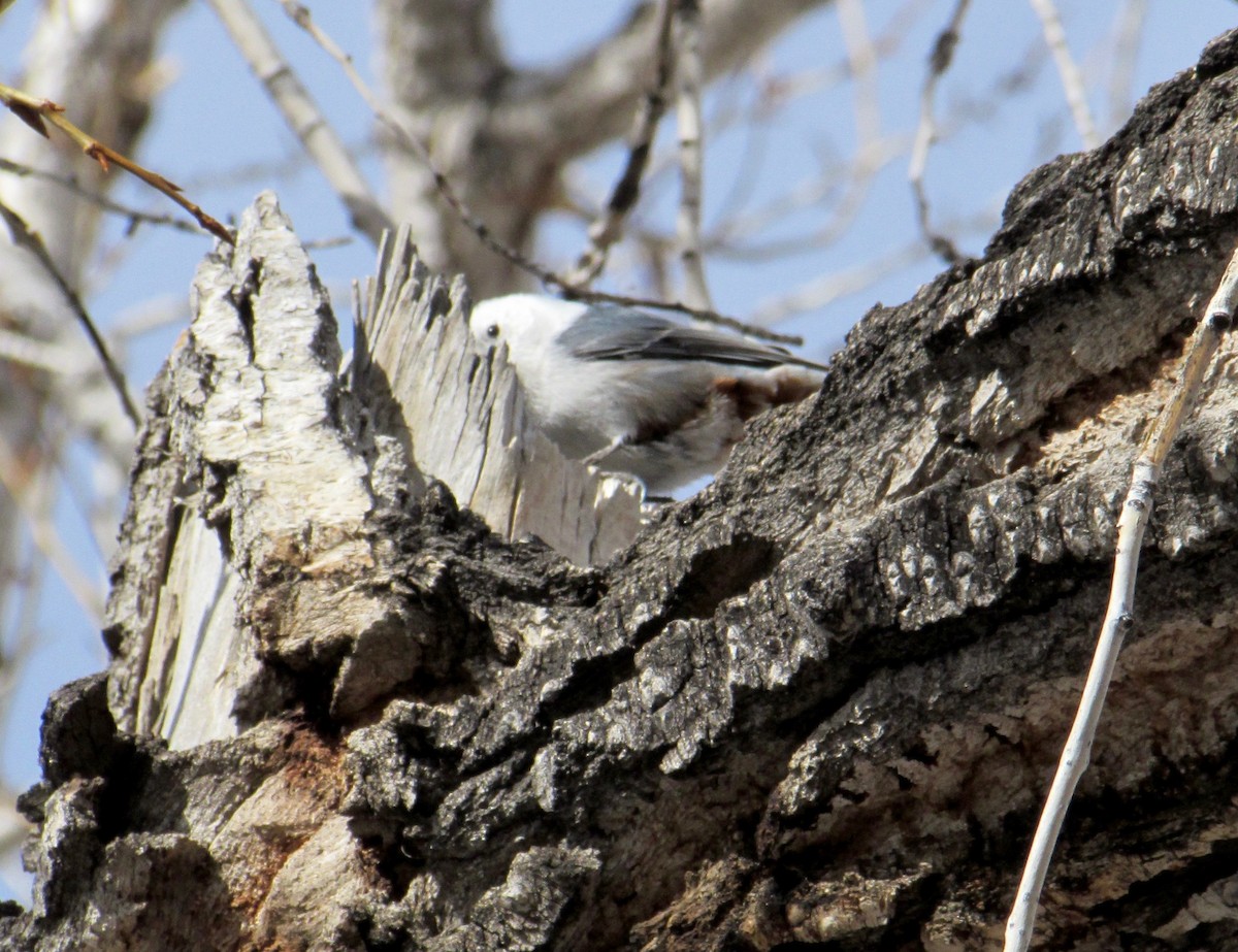White-breasted Nuthatch - ML304317271