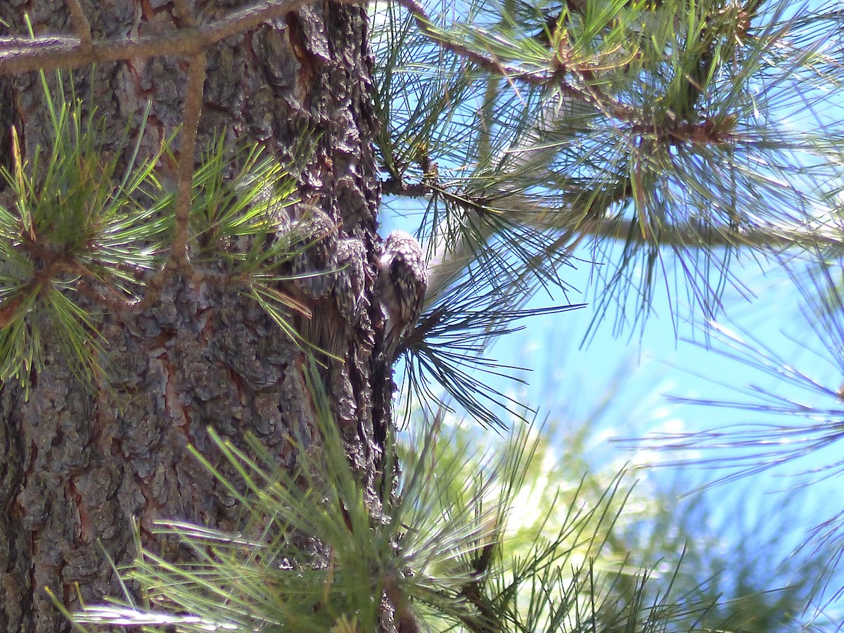 Brown Creeper - ML30431771