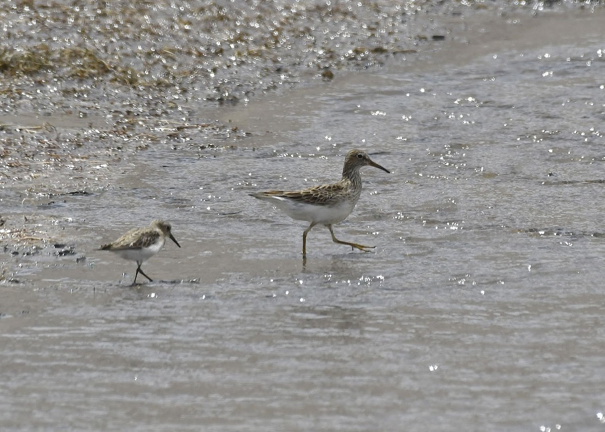 Pectoral Sandpiper - VERONICA ARAYA GARCIA