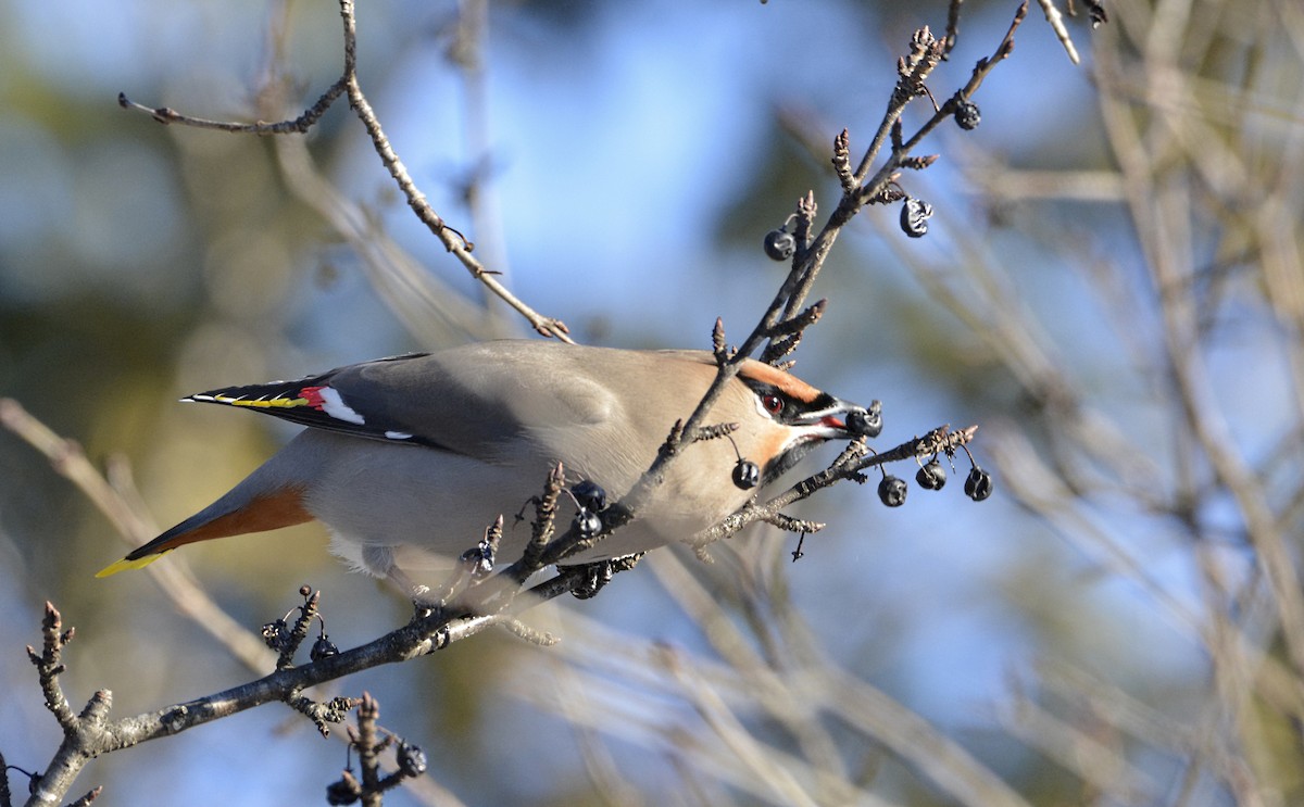 Bohemian Waxwing - ML304319741