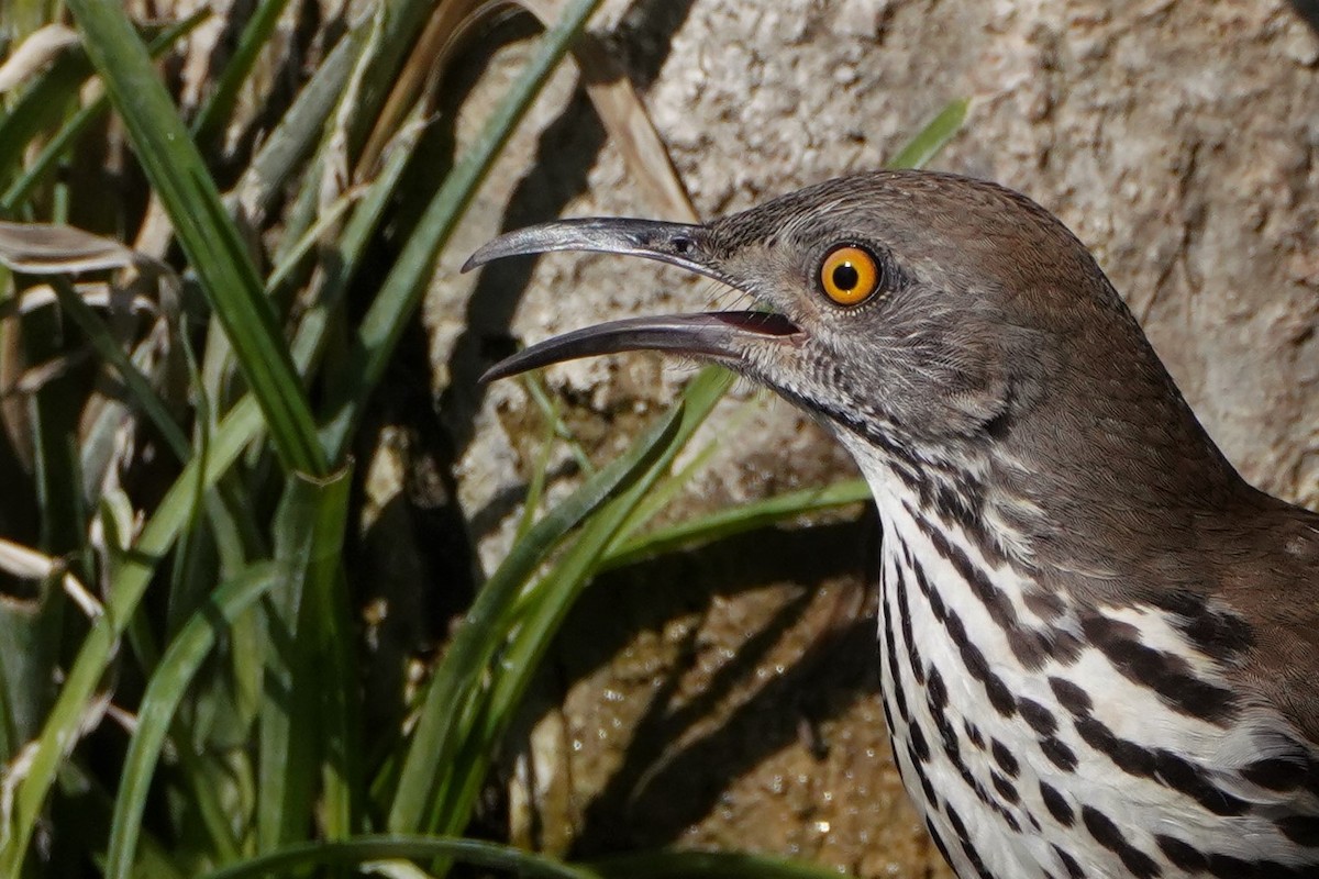 Long-billed Thrasher - ML304320551