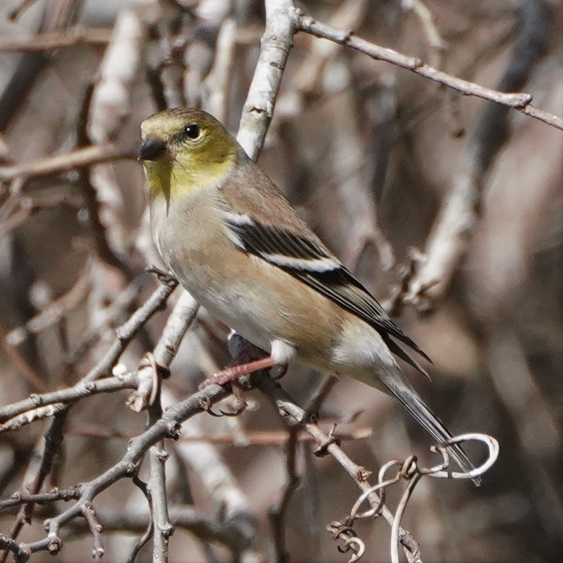 American Goldfinch - ML304320991