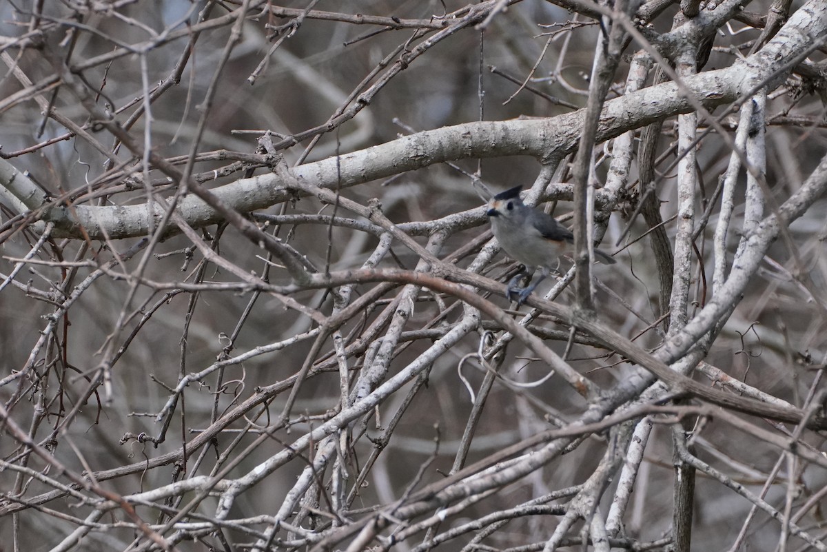 Tufted x Black-crested Titmouse (hybrid) - ML304322181