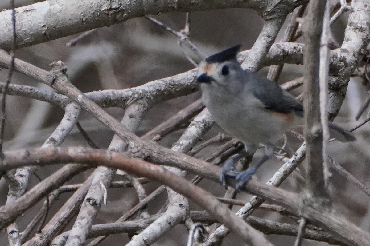 Tufted x Black-crested Titmouse (hybrid) - ML304322471