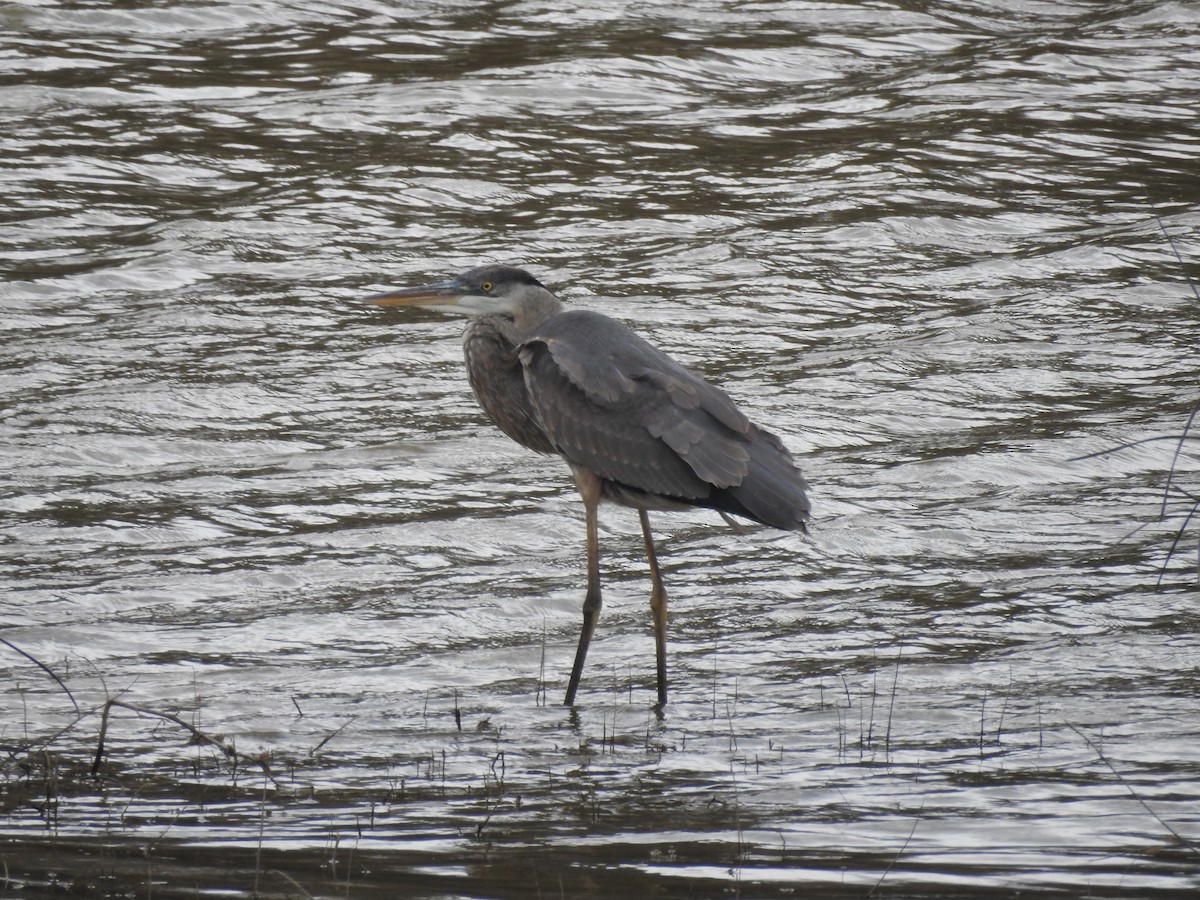 Great Blue Heron - ML304325641