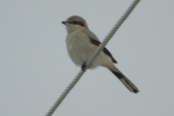 Northern Shrike - Larry Neily