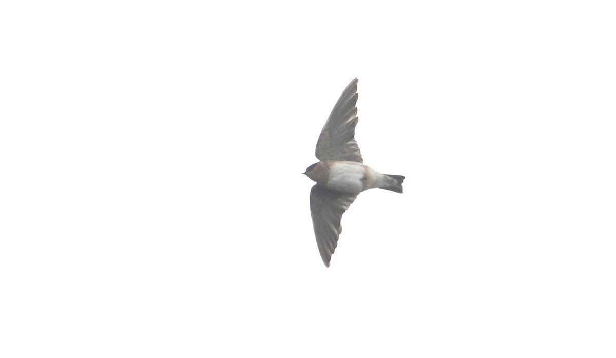 Cave Swallow - ML304326741