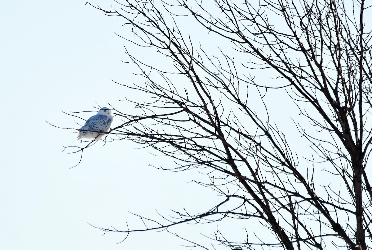 Snowy Owl - ML304327831