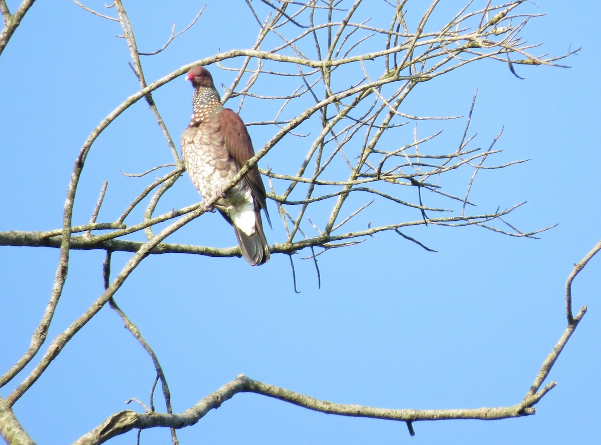 Scaled Pigeon - ML304328621