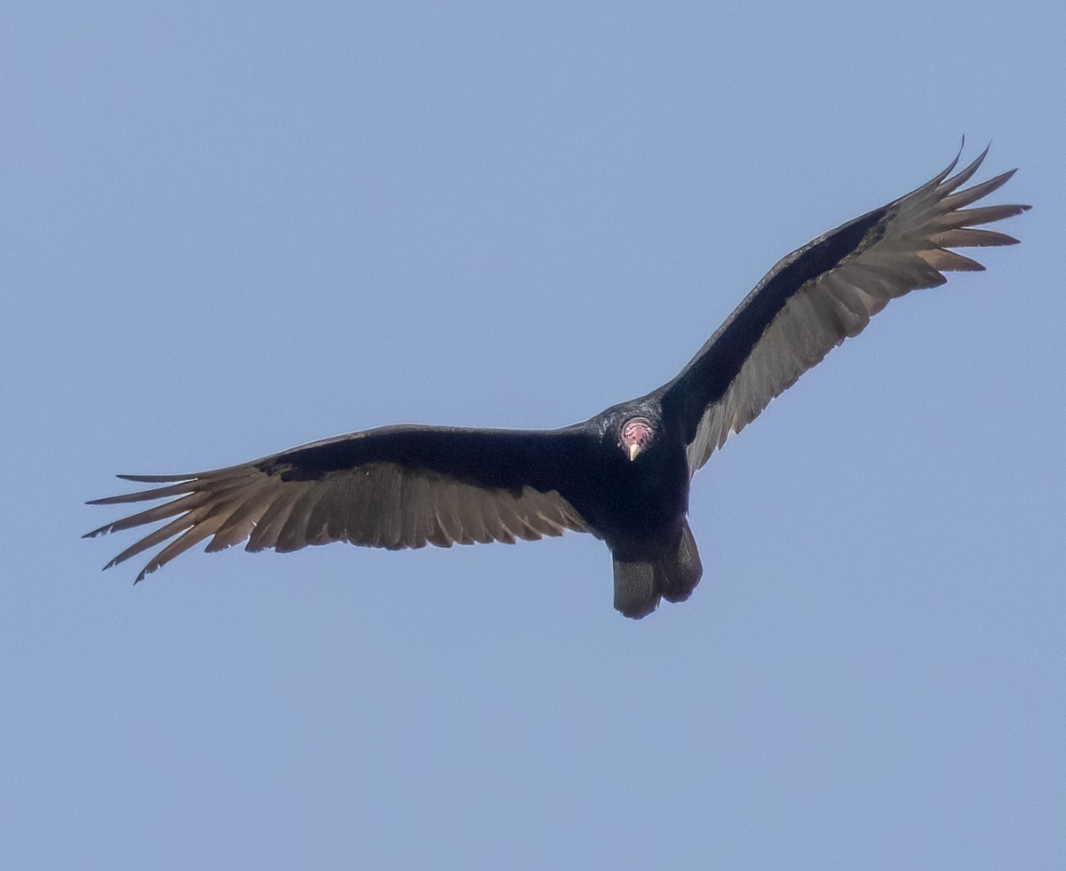 Turkey Vulture - ML304329131