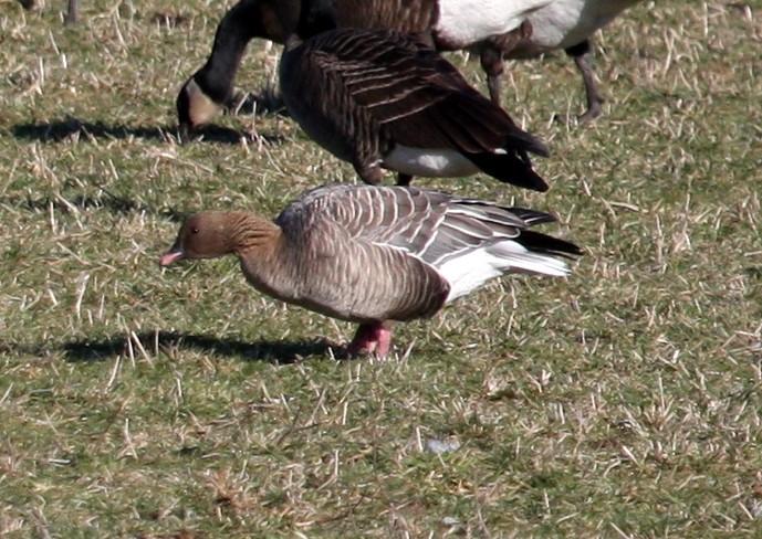 Pink-footed Goose - ML304329231