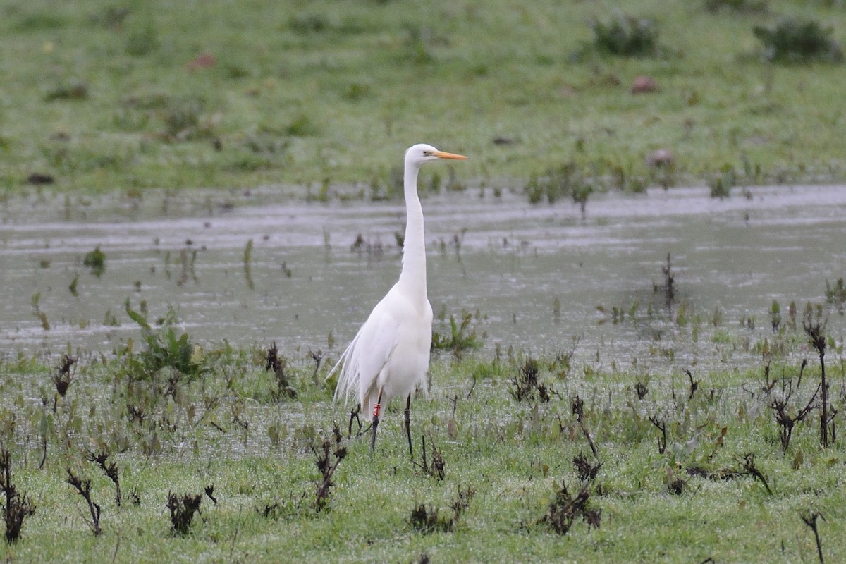 Great Egret - Jorge  Safara