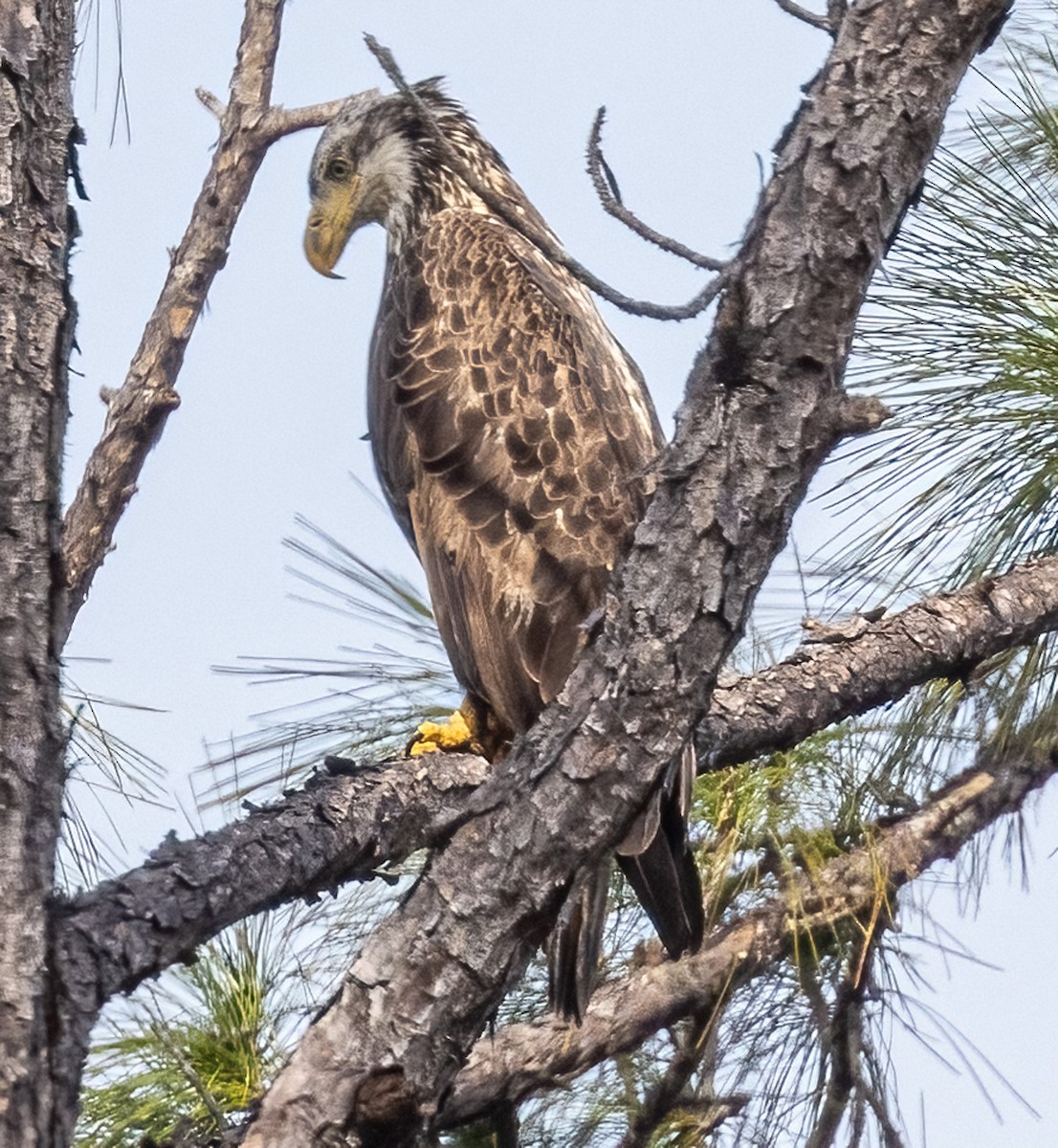 Bald Eagle - ML304329421