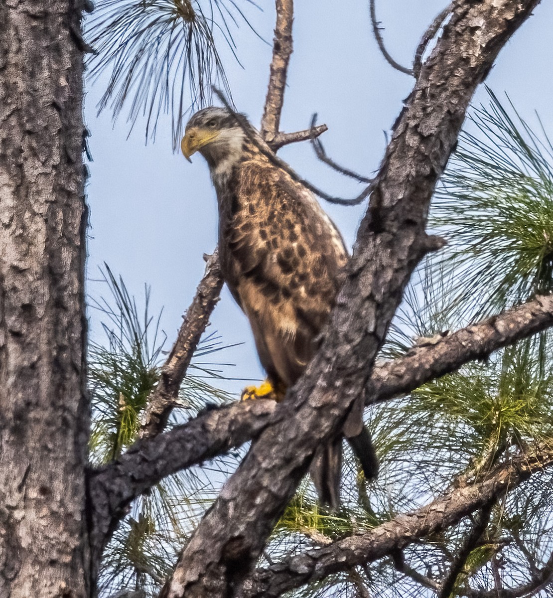 Bald Eagle - ML304329461