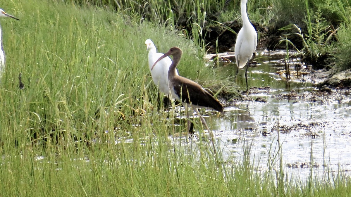 White Ibis - ML304329661