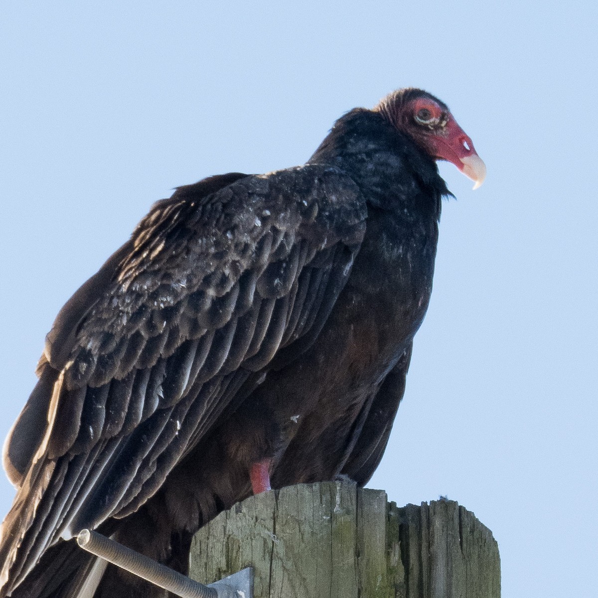 Urubu à tête rouge - ML304330151