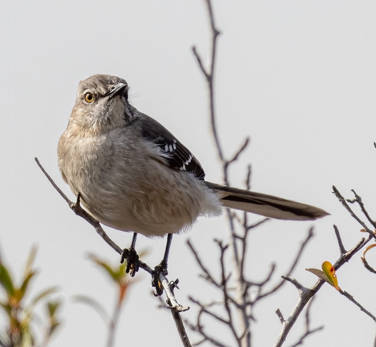 Northern Mockingbird - ML304330381