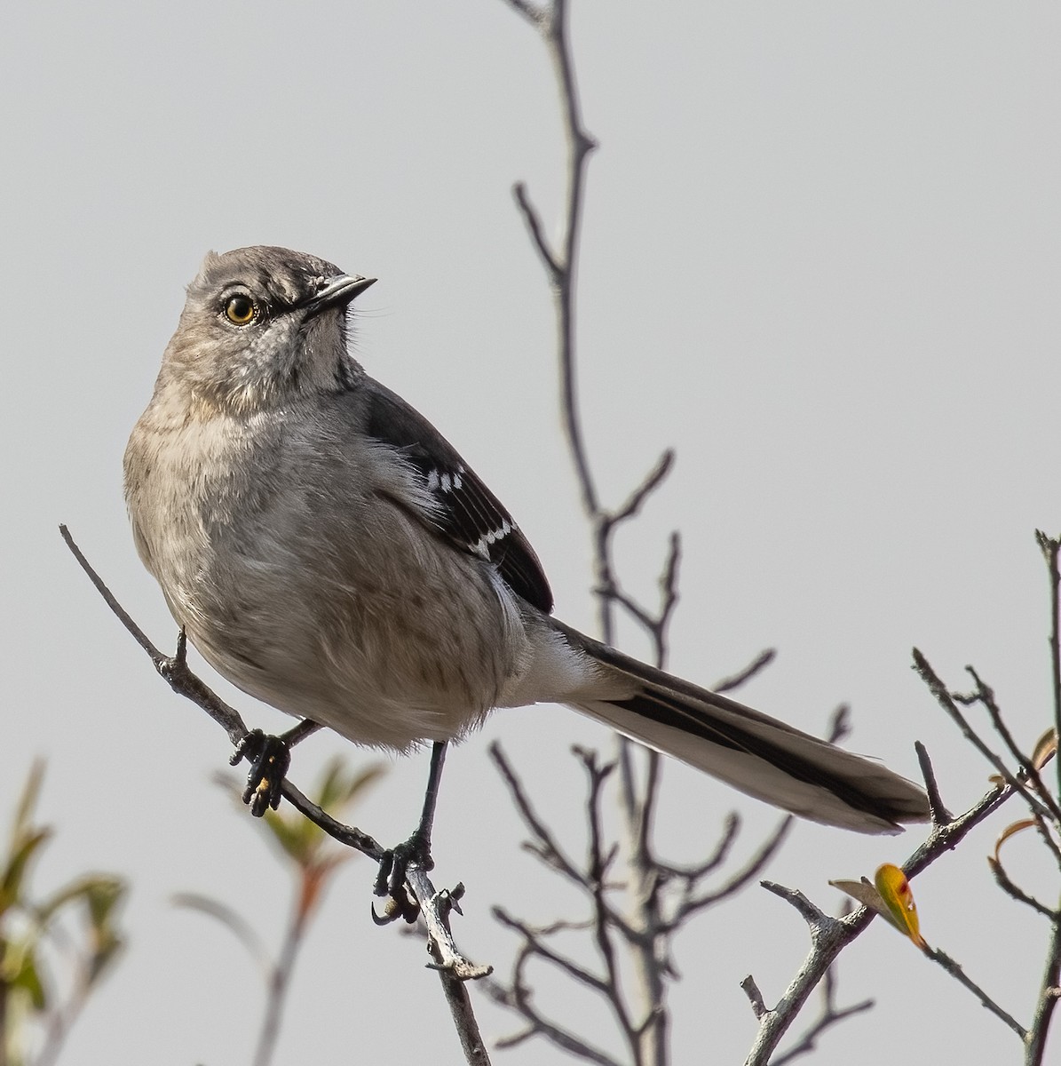 Northern Mockingbird - ML304330391