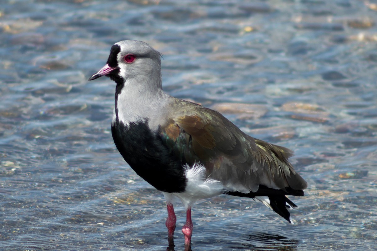 Southern Lapwing - ML304332551