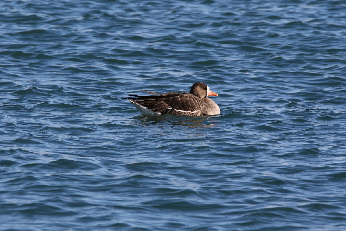 Greater White-fronted Goose - Brad Carlson