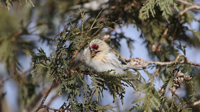 Redpoll (exilipes) - ML304333711