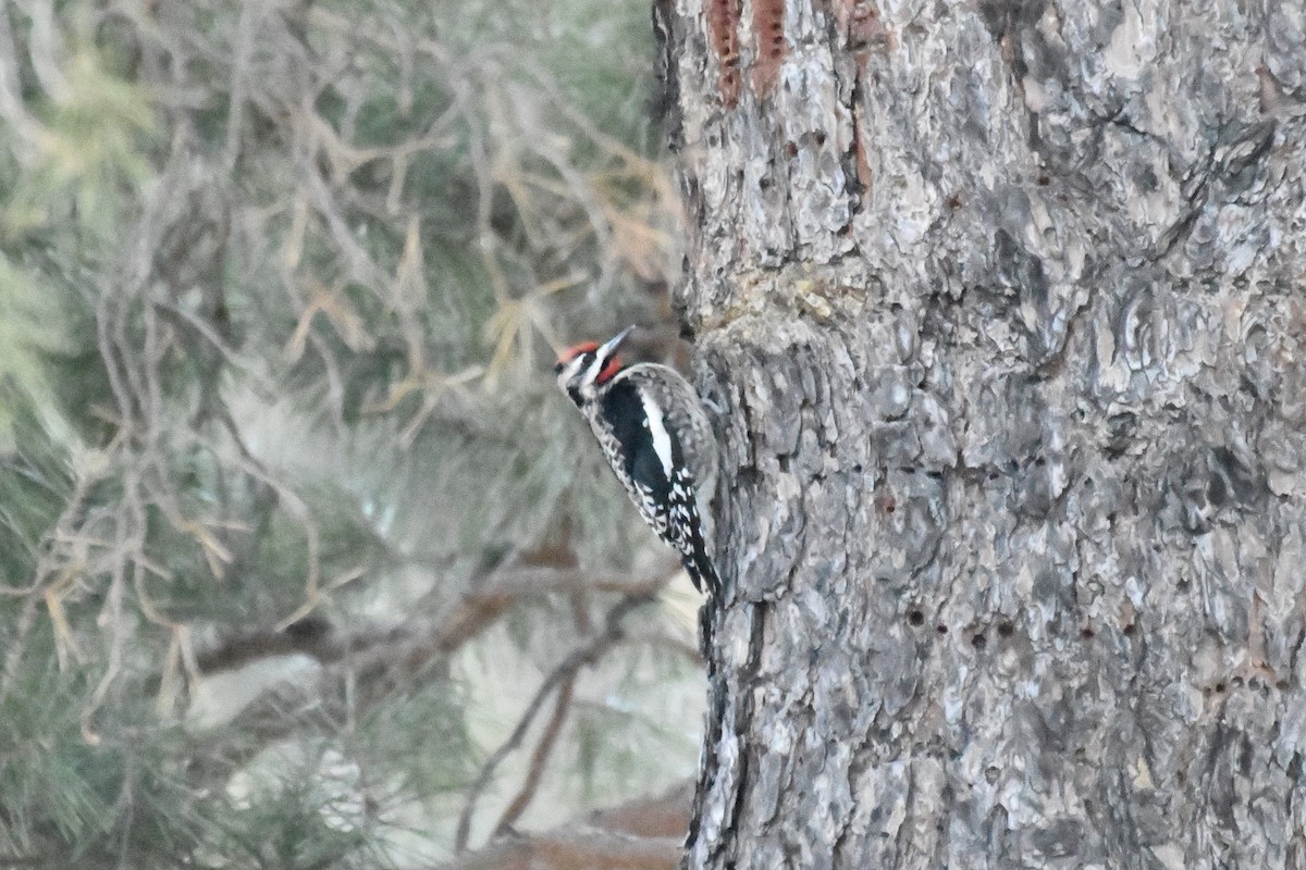 Yellow-bellied Sapsucker - ML304335901