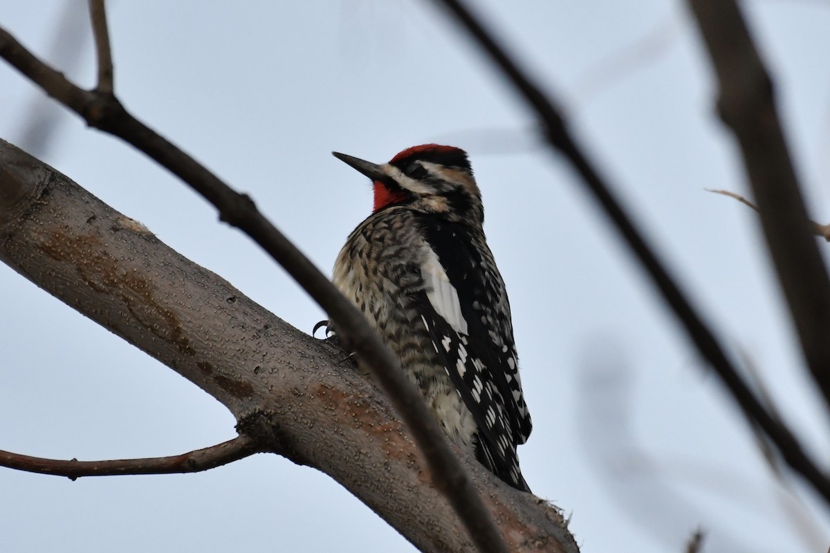 Yellow-bellied Sapsucker - ML304335981