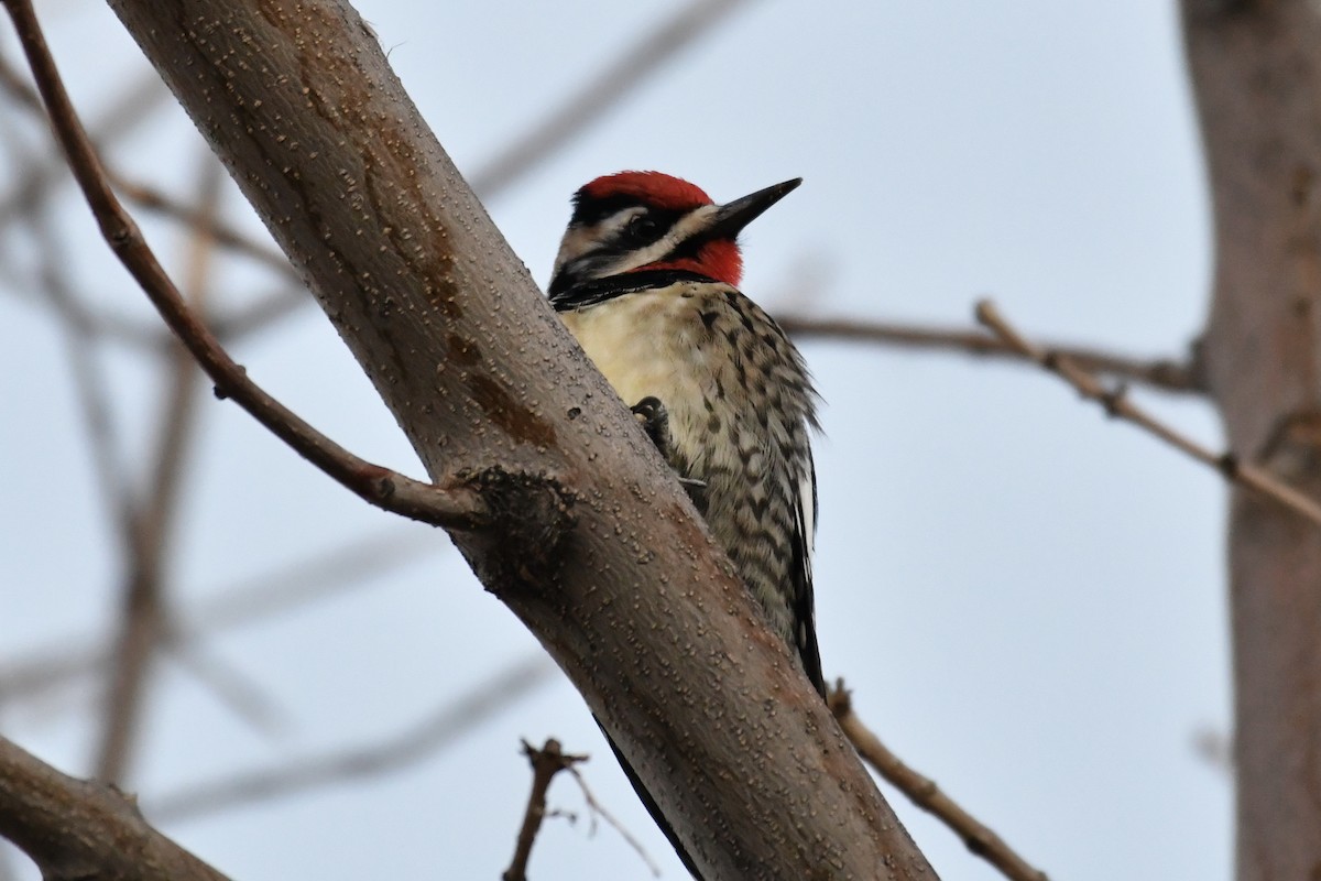 Yellow-bellied Sapsucker - ML304336061