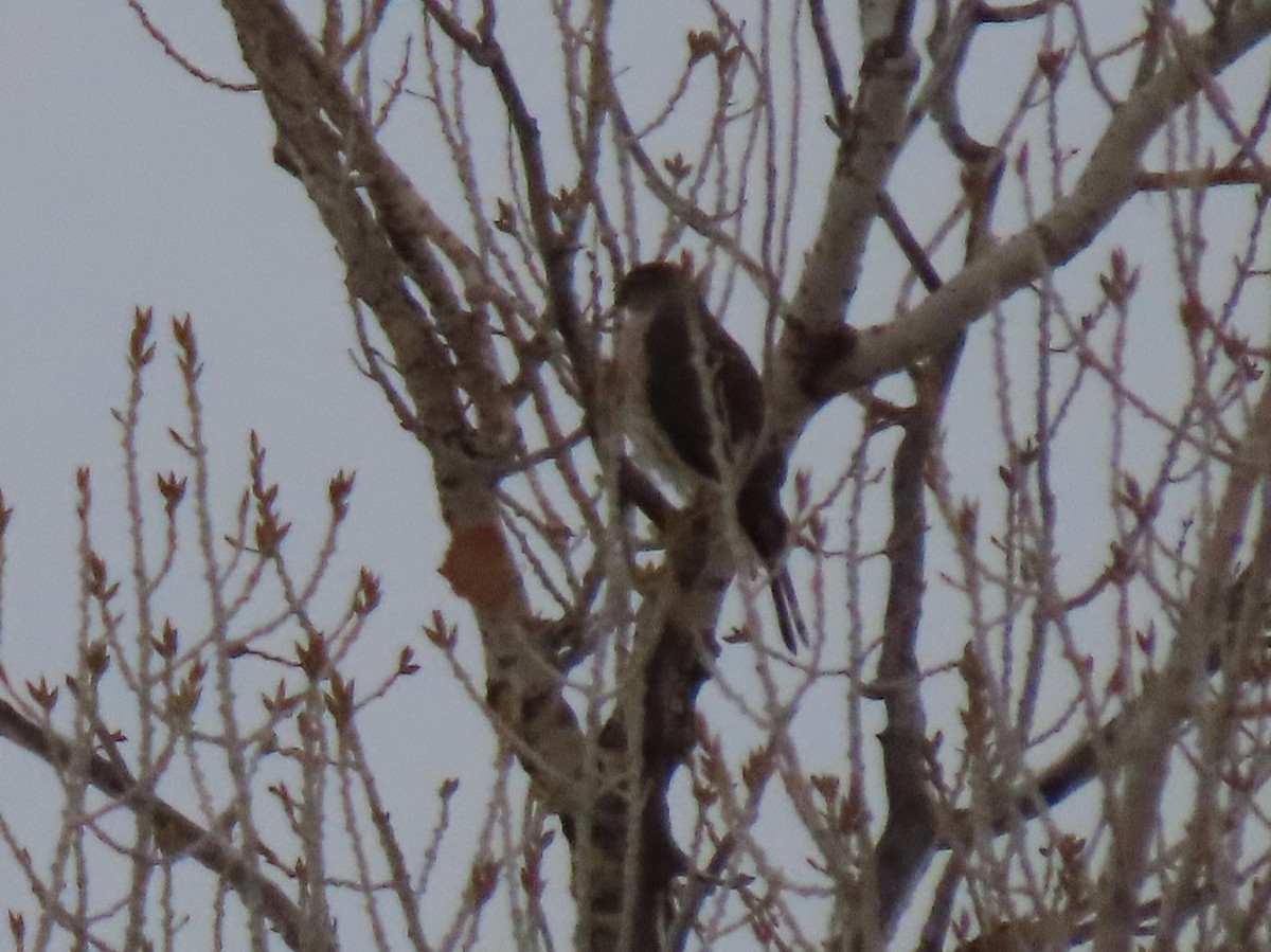 Sharp-shinned Hawk - ML304336391