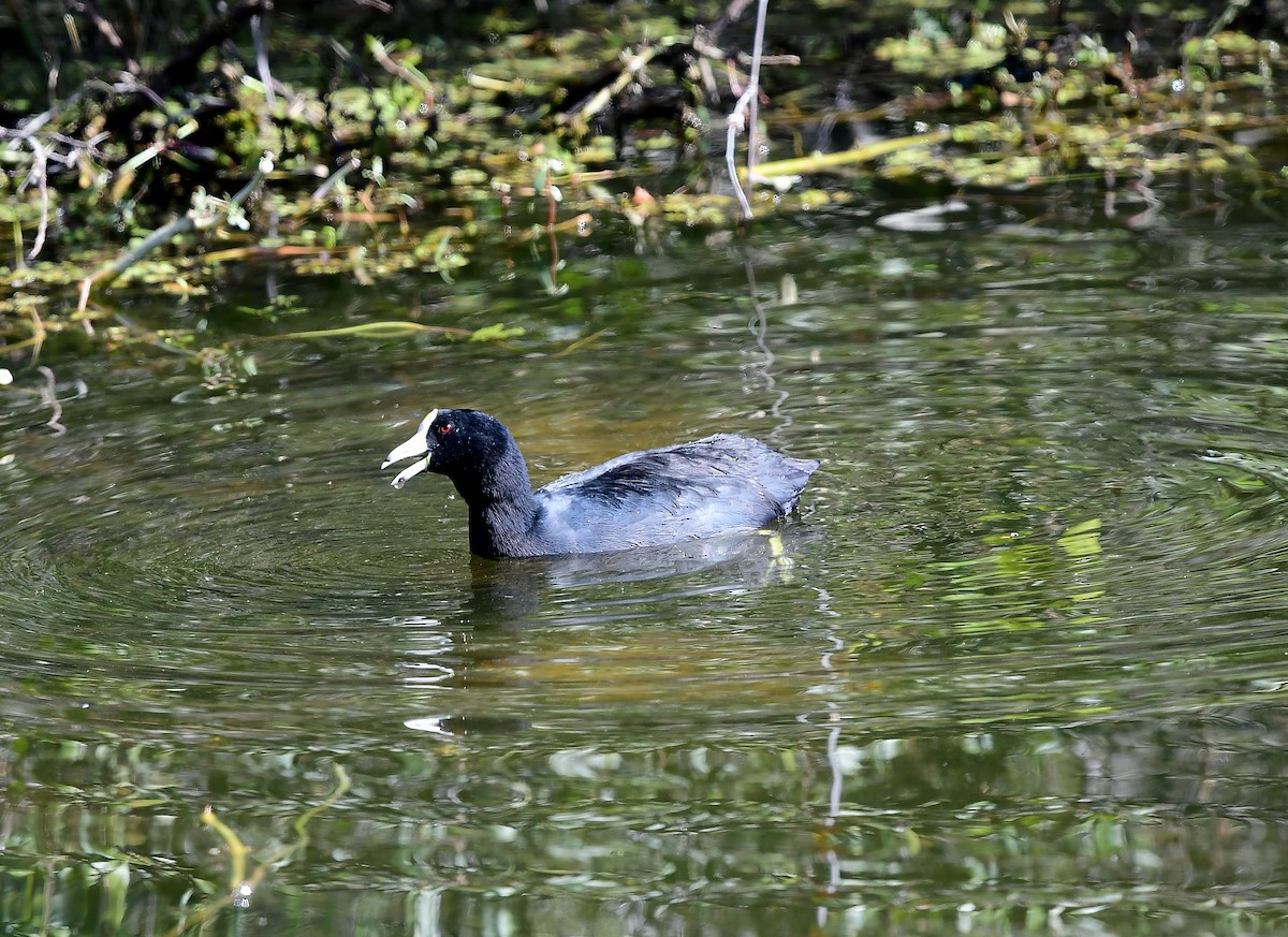 American Coot - ML304336441