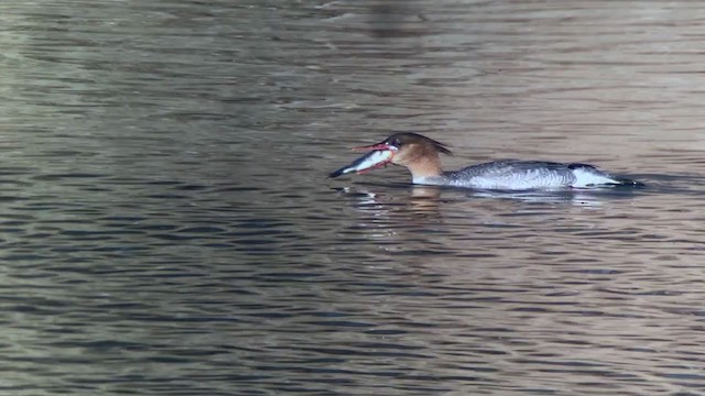 Scaly-sided Merganser - ML304338881